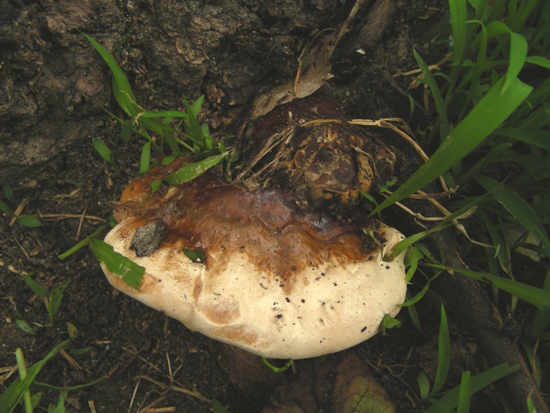 Ganoderma killer